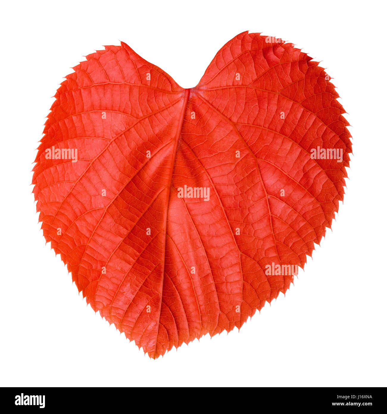 Red Lind Tree Linden Tree Leaf High Resolution Stock Photography and Images - Alamy