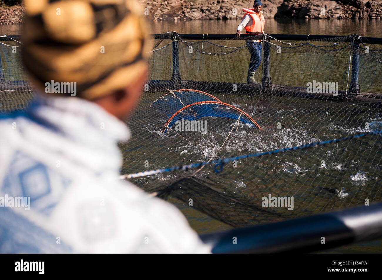 Fish farming, or aquaculture, on Lesotho's Katse dam, that forms part of the Lesotho Highlands Water Project for the transfer of water to South Africa Stock Photo