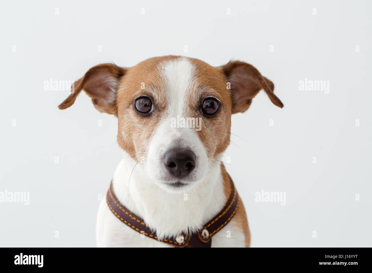 Adorable dog looking at camera Stock Photo