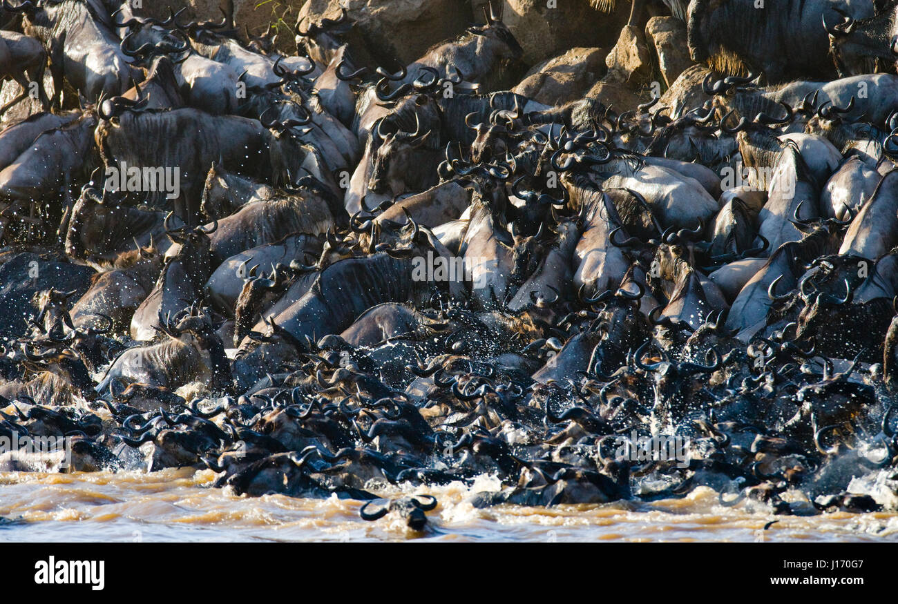 Big herd of wildebeest is about Mara River. Great Migration. Kenya. Tanzania. Masai Mara National Park. An excellent illustration. Stock Photo