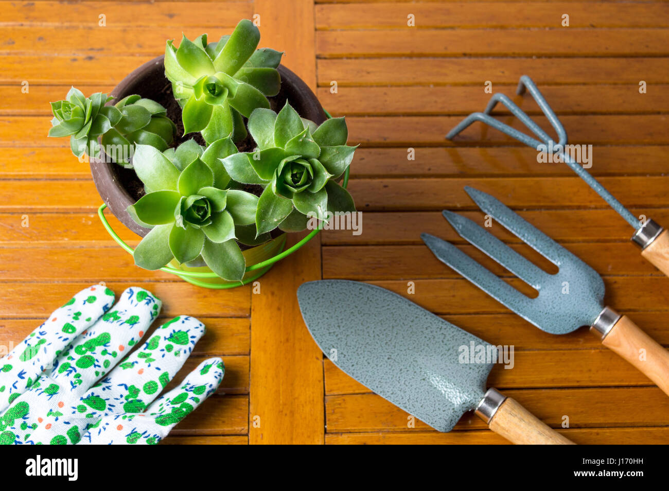 Gardening tools and potted houseleek plant on a table Stock Photo