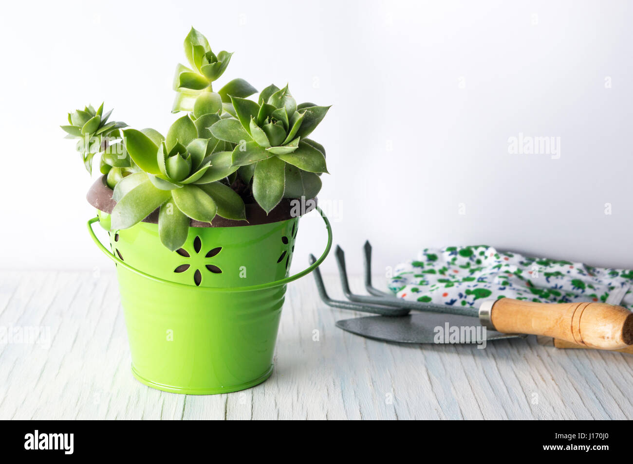Gardening tools and houseleek plant in the pot on a table Stock Photo