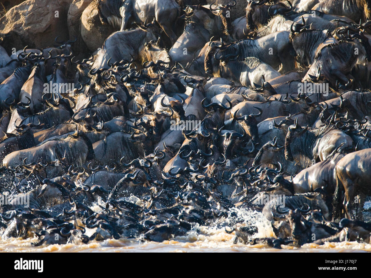 Big herd of wildebeest is about Mara River. Great Migration. Kenya. Tanzania. Masai Mara National Park. An excellent illustration. Stock Photo