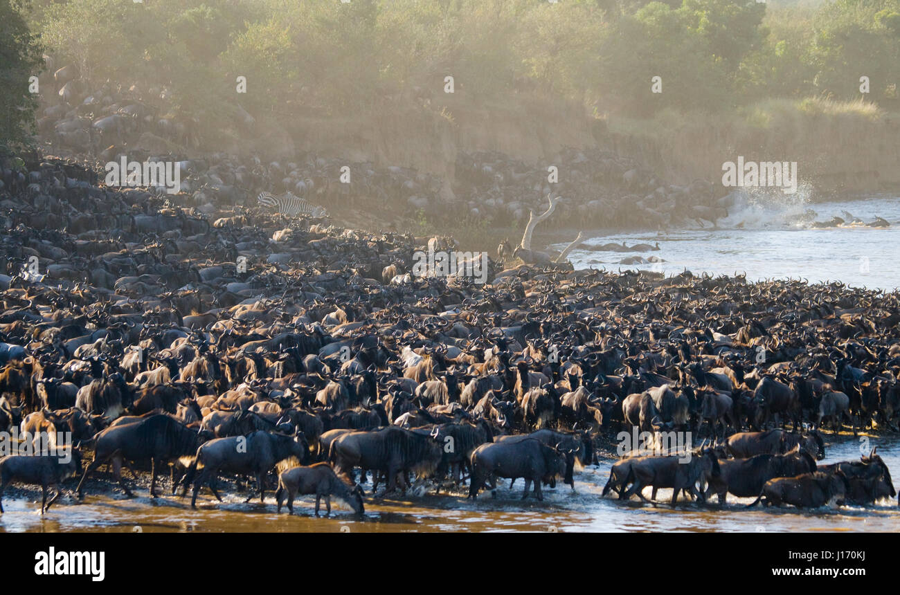 Big herd of wildebeest is about Mara River. Great Migration. Kenya. Tanzania. Masai Mara National Park. Stock Photo