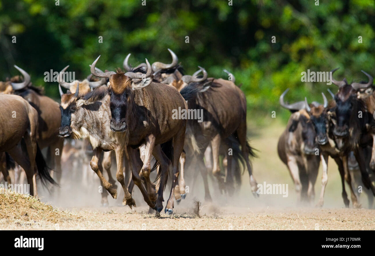 Wildebeests running through the savannah. Great Migration. Kenya. Tanzania. Masai Mara National Park. Stock Photo