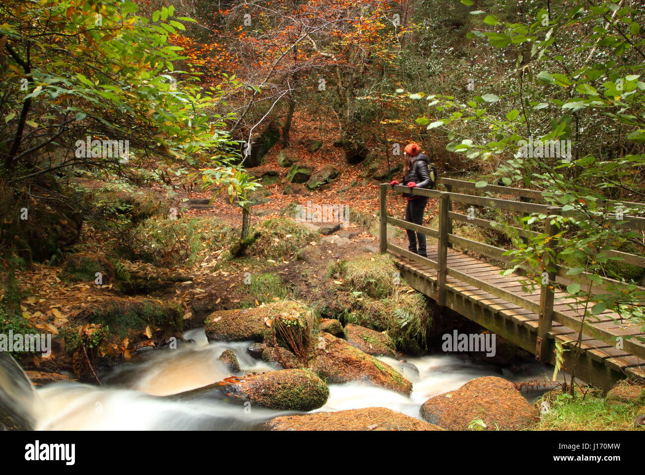 Female walker on a footpath admiring stunning autumn foliage in scenic Wyming Brook nature reserve, Sheffield city's Peak District region,England UK Stock Photo