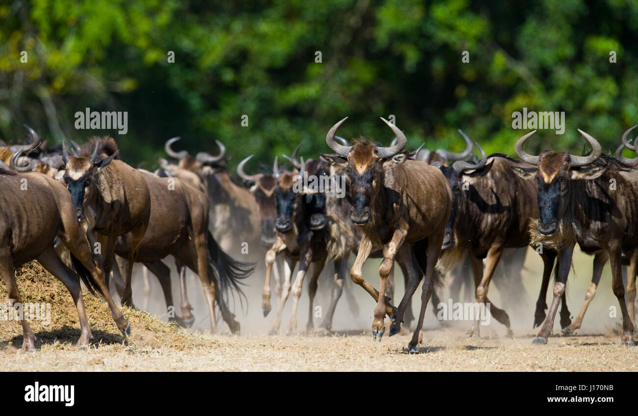 Wildebeests running through the savannah. Great Migration. Kenya. Tanzania. Masai Mara National Park. Stock Photo