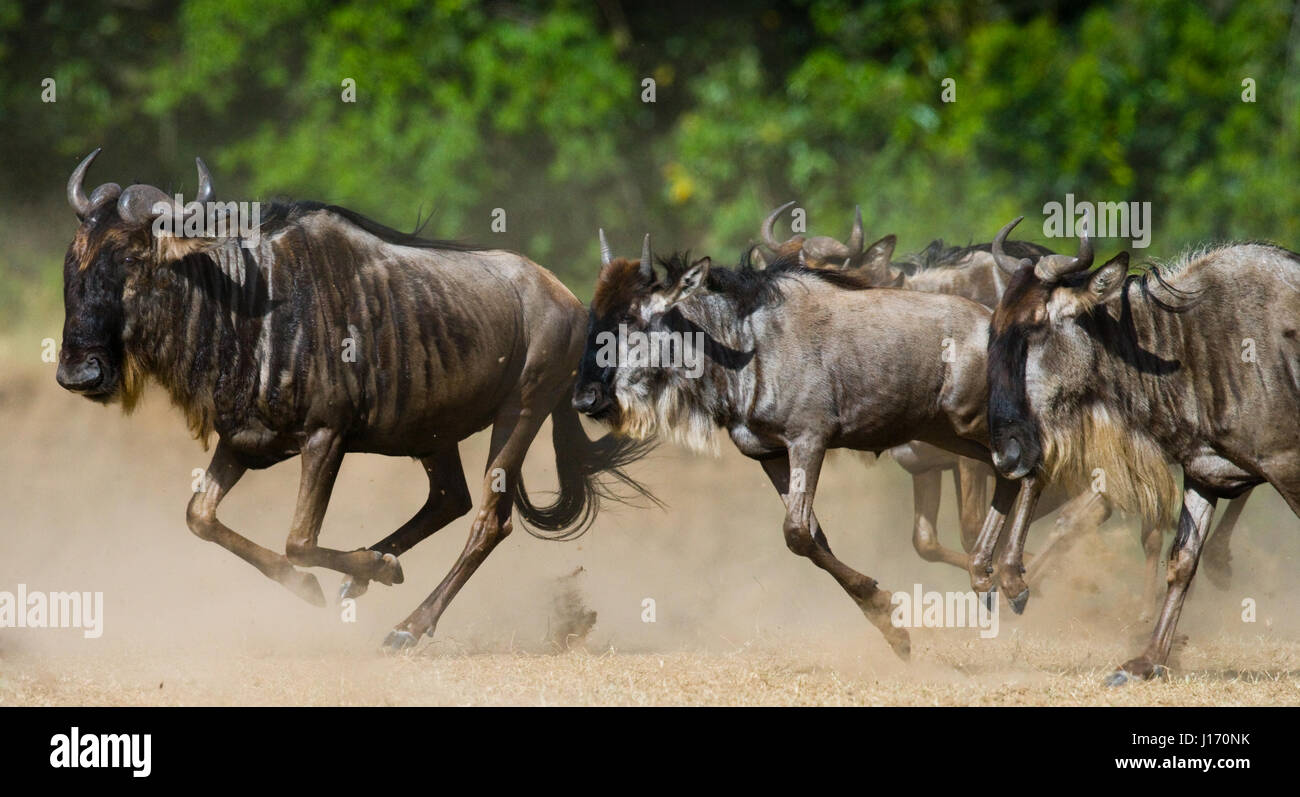 Wildebeests running through the savannah. Great Migration. Kenya. Tanzania. Masai Mara National Park. Stock Photo