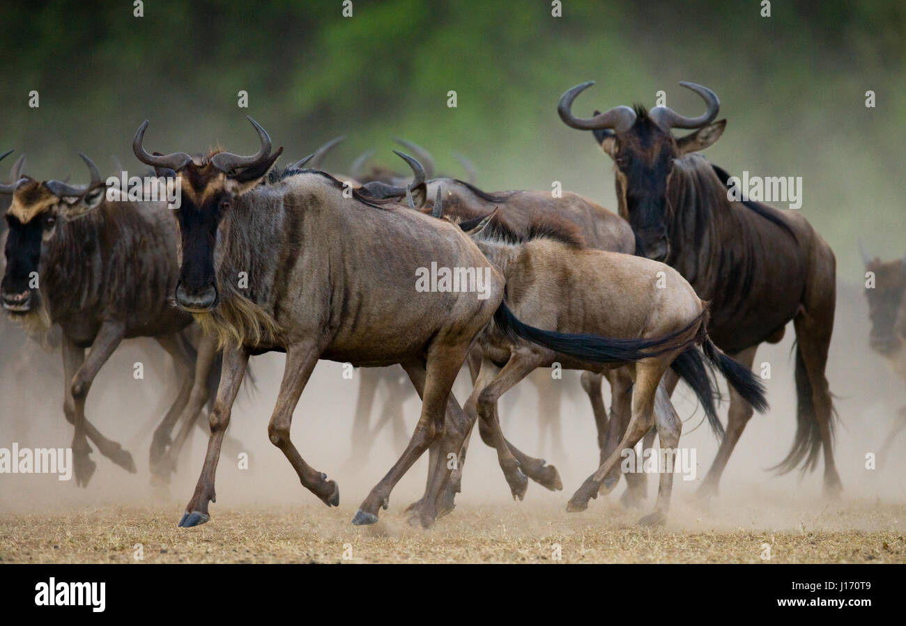 Wildebeests running through the savannah. Great Migration. Kenya. Tanzania. Masai Mara National Park. Stock Photo