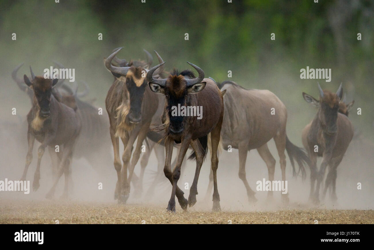 Wildebeests running through the savannah. Great Migration. Kenya. Tanzania. Masai Mara National Park. Stock Photo