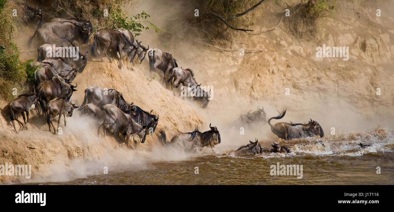 Wildebeests are runing to the Mara river. Great Migration. Kenya. Tanzania. Masai Mara National Park. Stock Photo