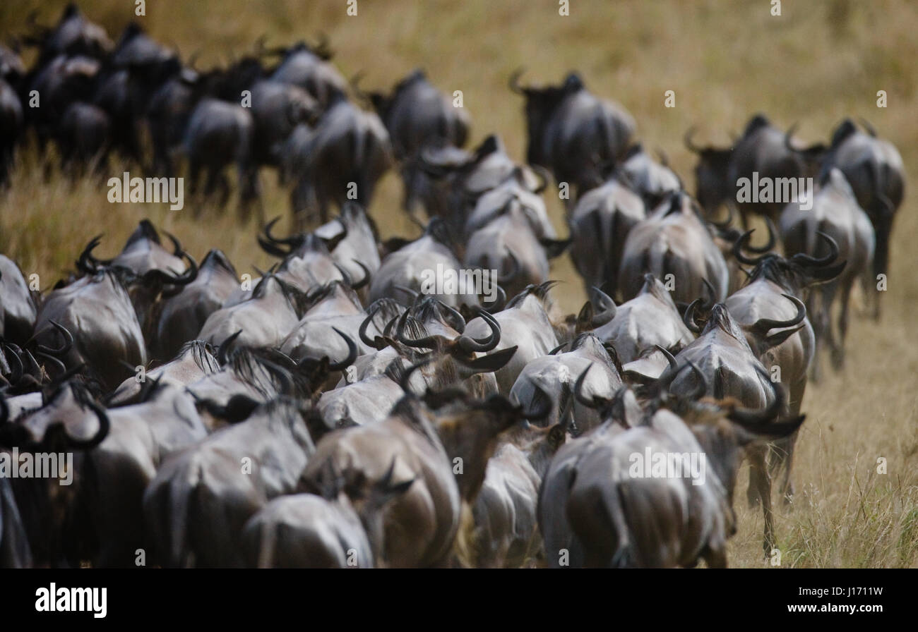 Wildebeests running through the savannah. Great Migration. Kenya. Tanzania. Masai Mara National Park. Stock Photo