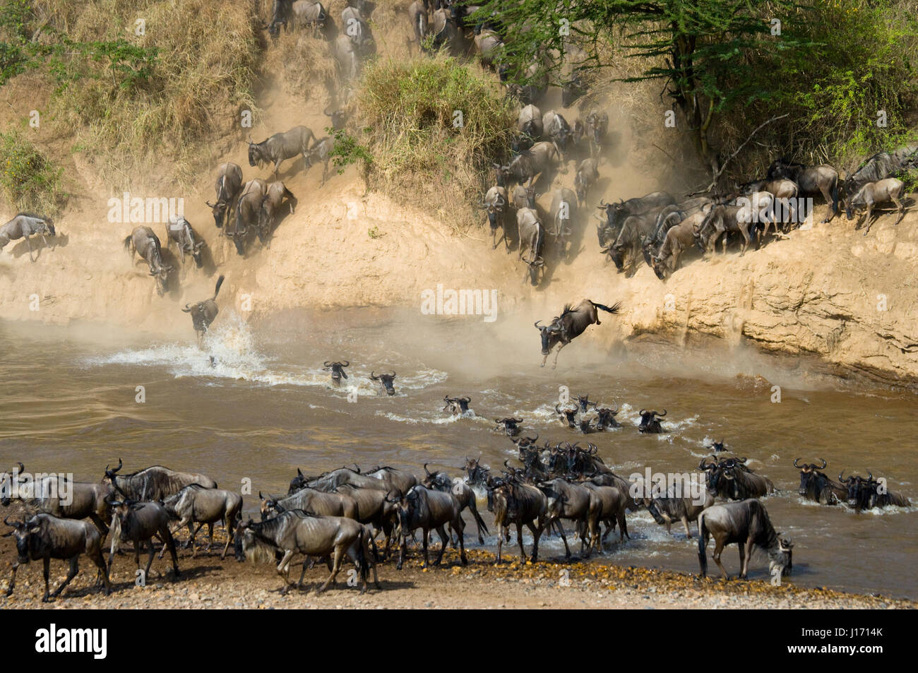 wildebeests-are-crossing-mara-river-great-migration-kenya-tanzania