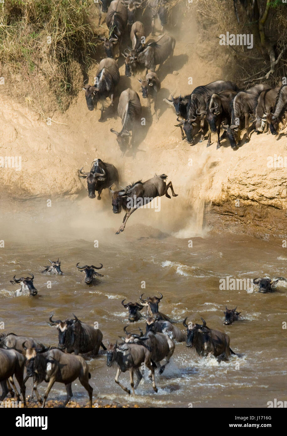 wildebeests-are-crossing-mara-river-great-migration-kenya-tanzania