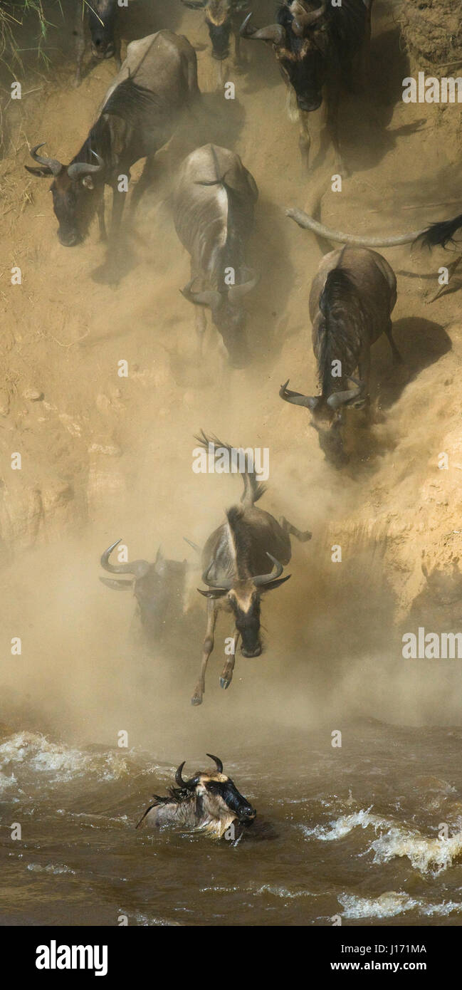 Wildebeest jumping into Mara River. Great Migration. Kenya. Tanzania. Masai Mara National Park. Stock Photo