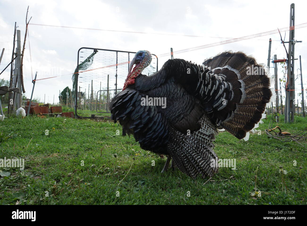 A turkey - Venice 2017 Stock Photo