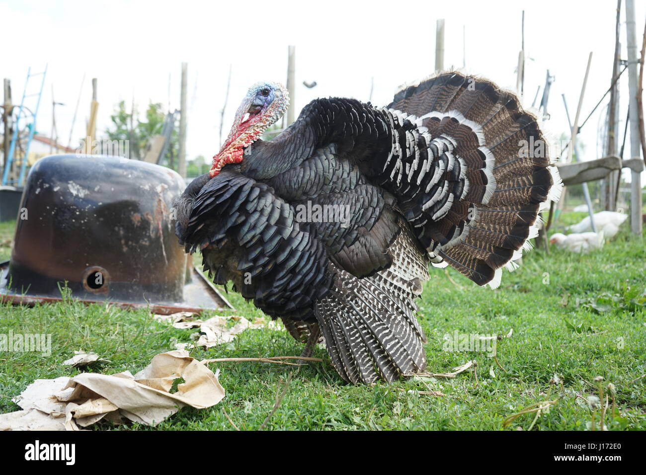 A turkey - Venice 2017 Stock Photo