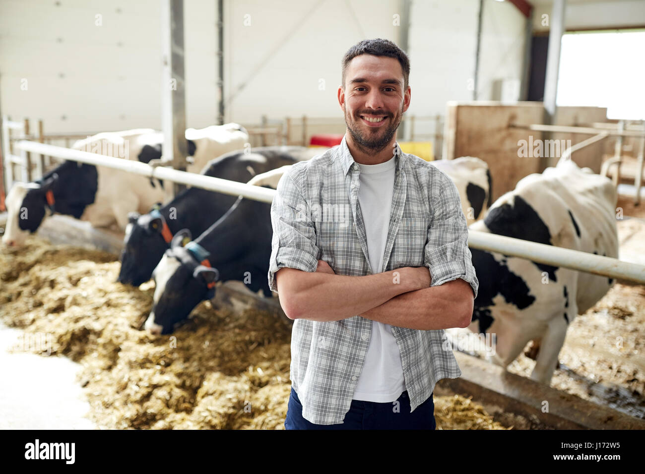 man or farmer with cows in cowshed on dairy farm Stock Photo - Alamy