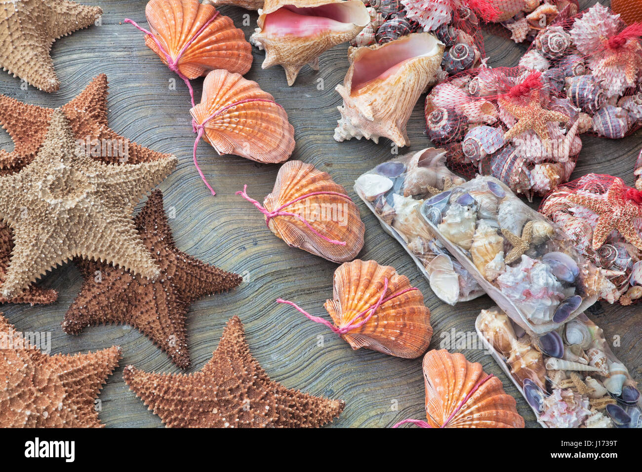 Beautiful souvenir seashells for sell in Cancun Mexico Stock Photo