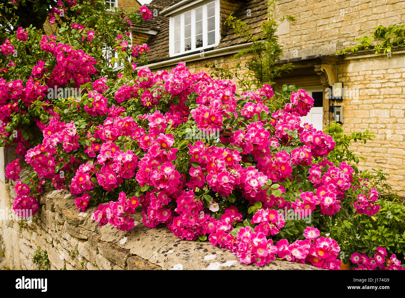 A cascading display of a pink rambling rose {probably R. American Pillar) festooned on the front garden wall in Melksham town. Stock Photo