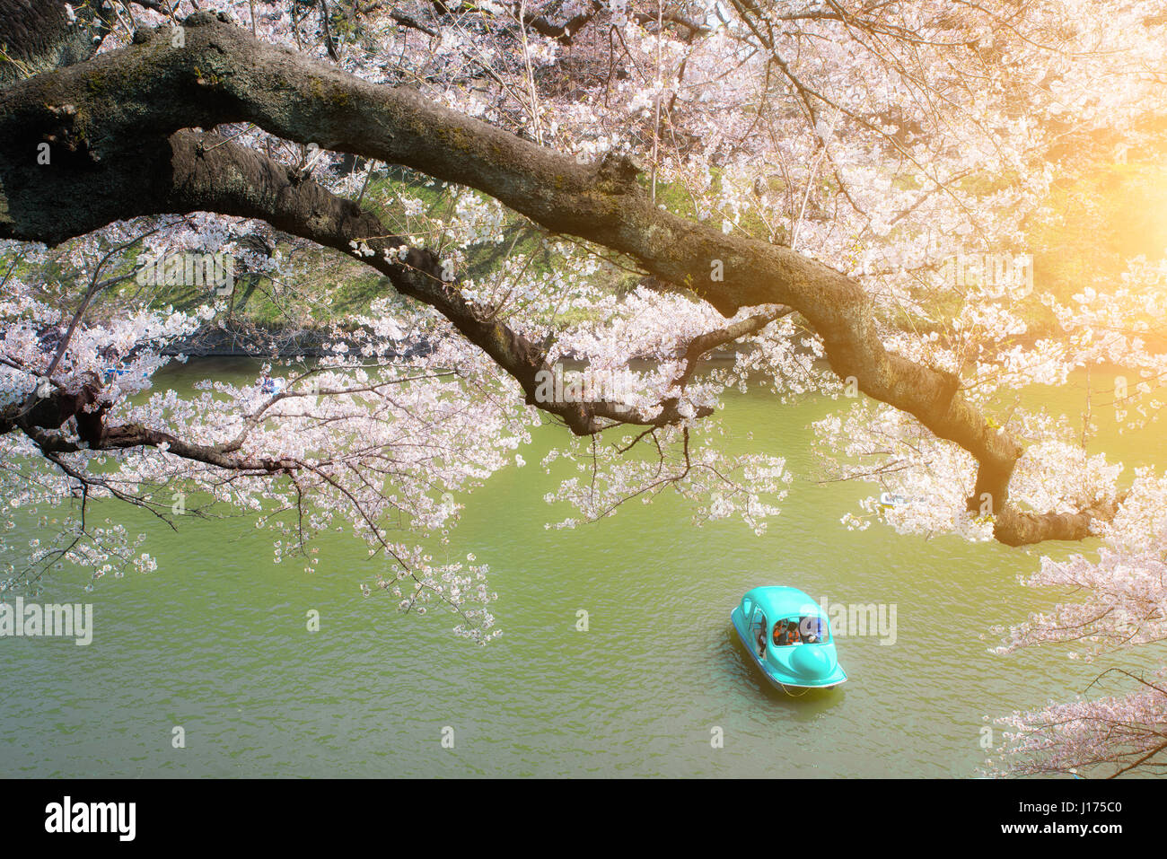 Tokyo Cherry blossom, Japan Sakura blossom spread over the boats are paddled with full bloom on the canal in Chidorigafuchi park at Tokyo, Japan Stock Photo