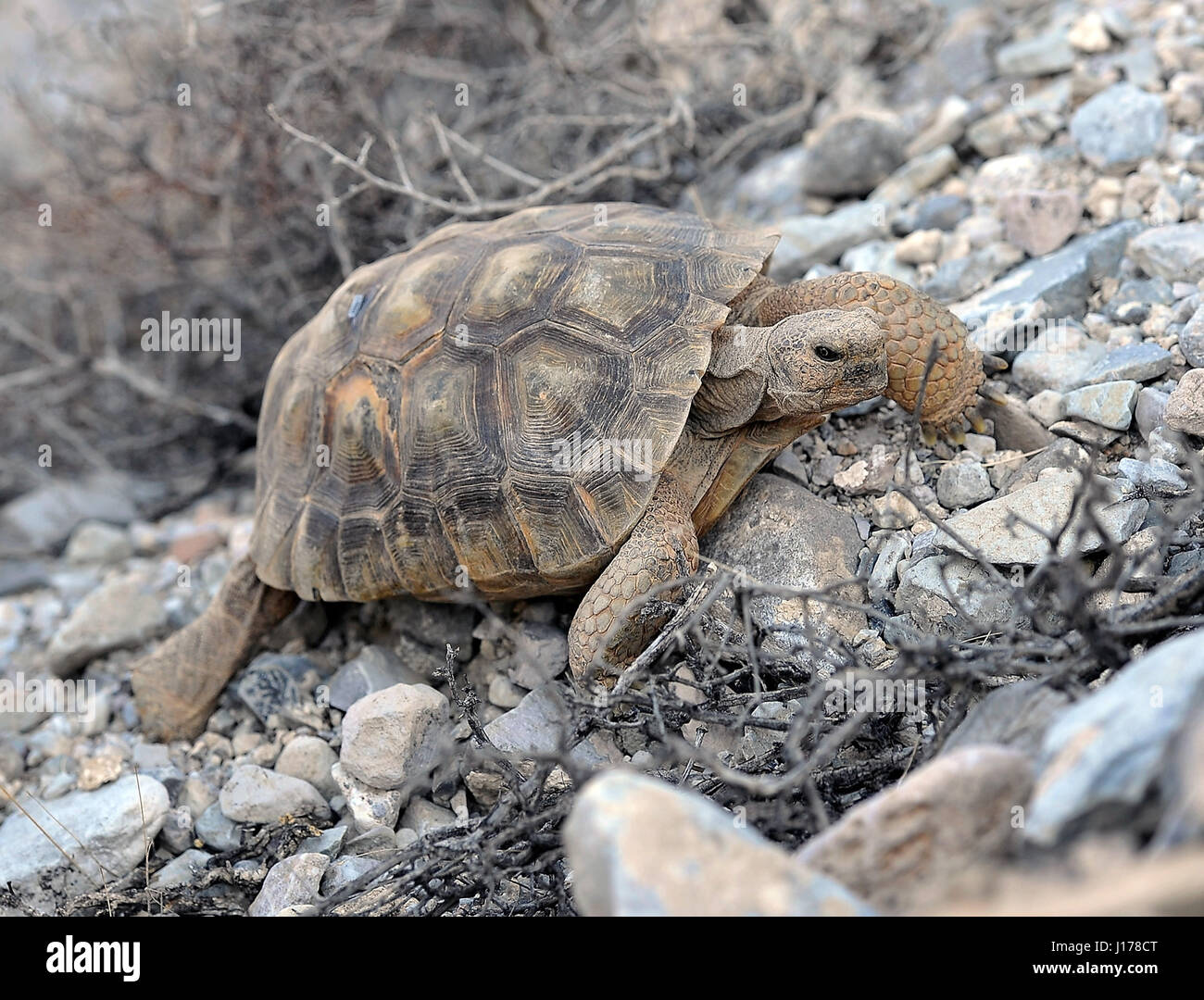 October 10, 2014 - Primm, Nevada, U.S. - A desert tortoise, Gopherus ...