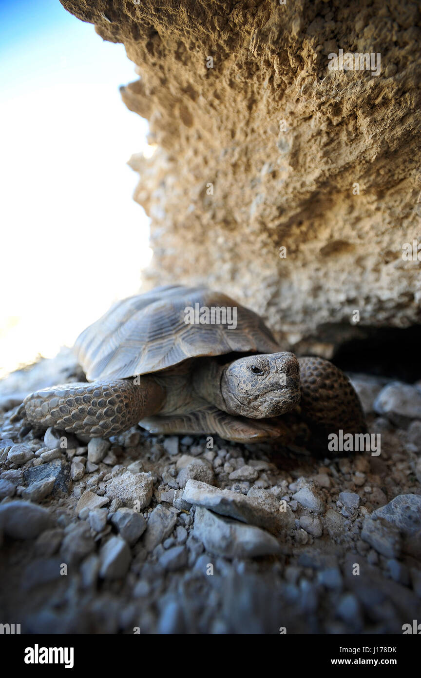 October 10, 2014 - Primm, Nevada, U.S. - A desert tortoise, Gopherus agassizii, crawls free after being released into the the desert near Primm, Nevada October 10, 2014. The Conservation Center which was established in 1990, collected unwanted tortoises from developers and homeowners, relocated its final 53 tortoises before the center's scheduled closing. (Credit Image: © David Becker via ZUMA Wire) Stock Photo