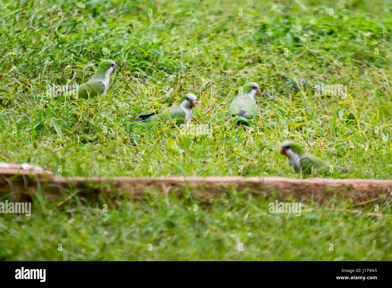 Asuncion, Paraguay. 18th Apr, 2017. Monk parakeets (Myiopsitta monachus), also known as the Quaker parrot, feed on the ground on a cloudy afternoon in Asuncion, Paraguay. Credit: Andre M. Chang/Alamy Live News Stock Photo