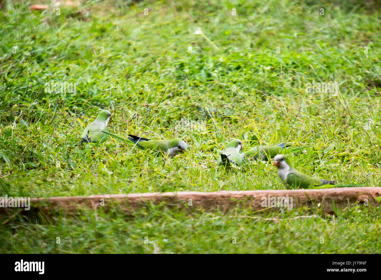 Asuncion, Paraguay. 18th Apr, 2017. Monk parakeets (Myiopsitta monachus), also known as the Quaker parrot, feed on the ground on a cloudy afternoon in Asuncion, Paraguay. Credit: Andre M. Chang/Alamy Live News Stock Photo