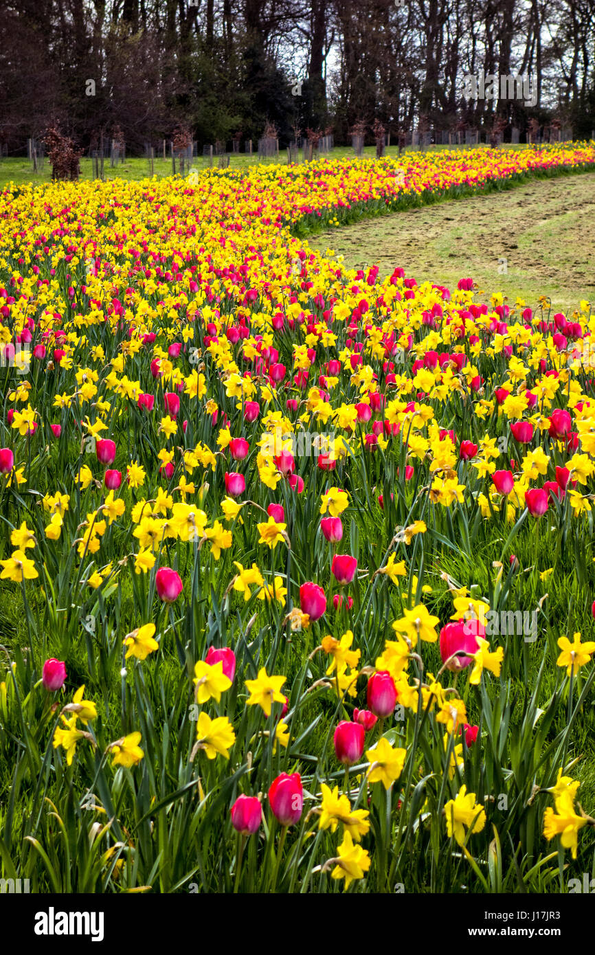 A vast swathe of daffodils and tulips in Ardgillan Castle Park between Skerries and Balbriggan co. Dublin, Ireland- Spring 2016 Stock Photo