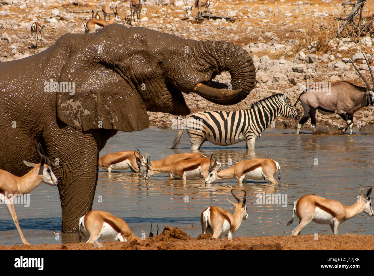Elephant drinking at Okaukuejo waterhole with other animals in the background, Etosha National Park, Botswana Stock Photo