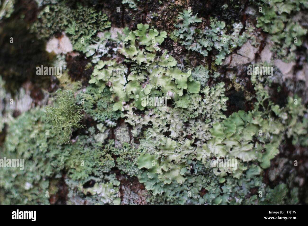 close up of textured lichen and moss growing on tree bark Stock Photo