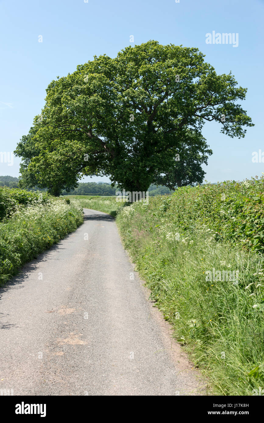 A narrow rural country two- way traffic lane, deep in farming country ...