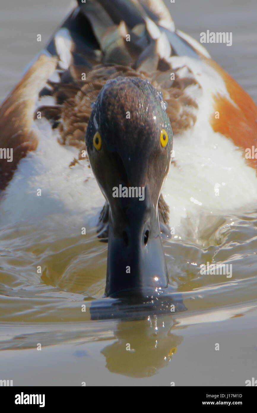 Shoveler duck, Anas clypeata, swimming towards the camera at RSPB Titchwell Marsh UK Stock Photo