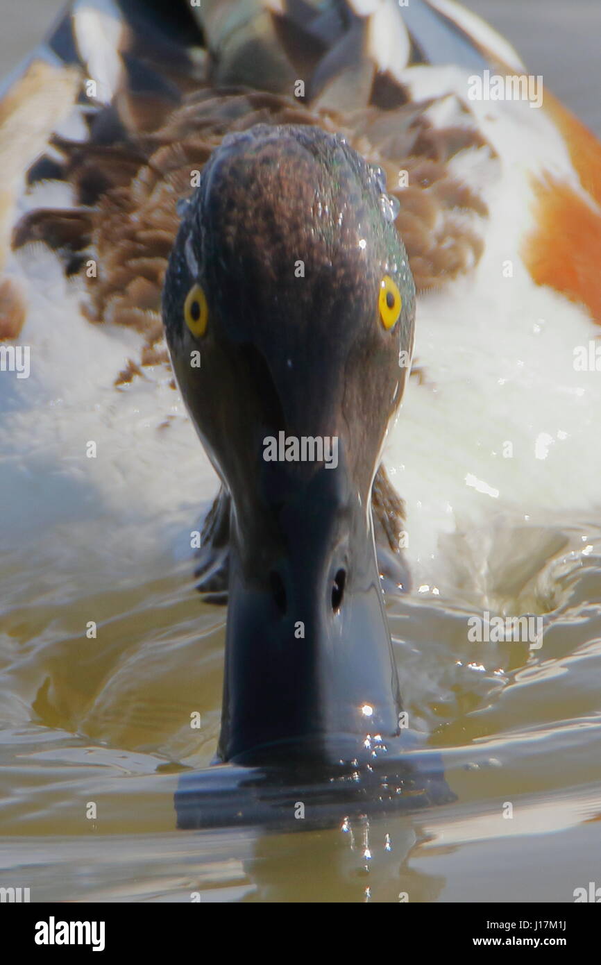Shoveler duck, Anas clypeata, swimming towards the camera at RSPB Titchwell Marsh UK Stock Photo