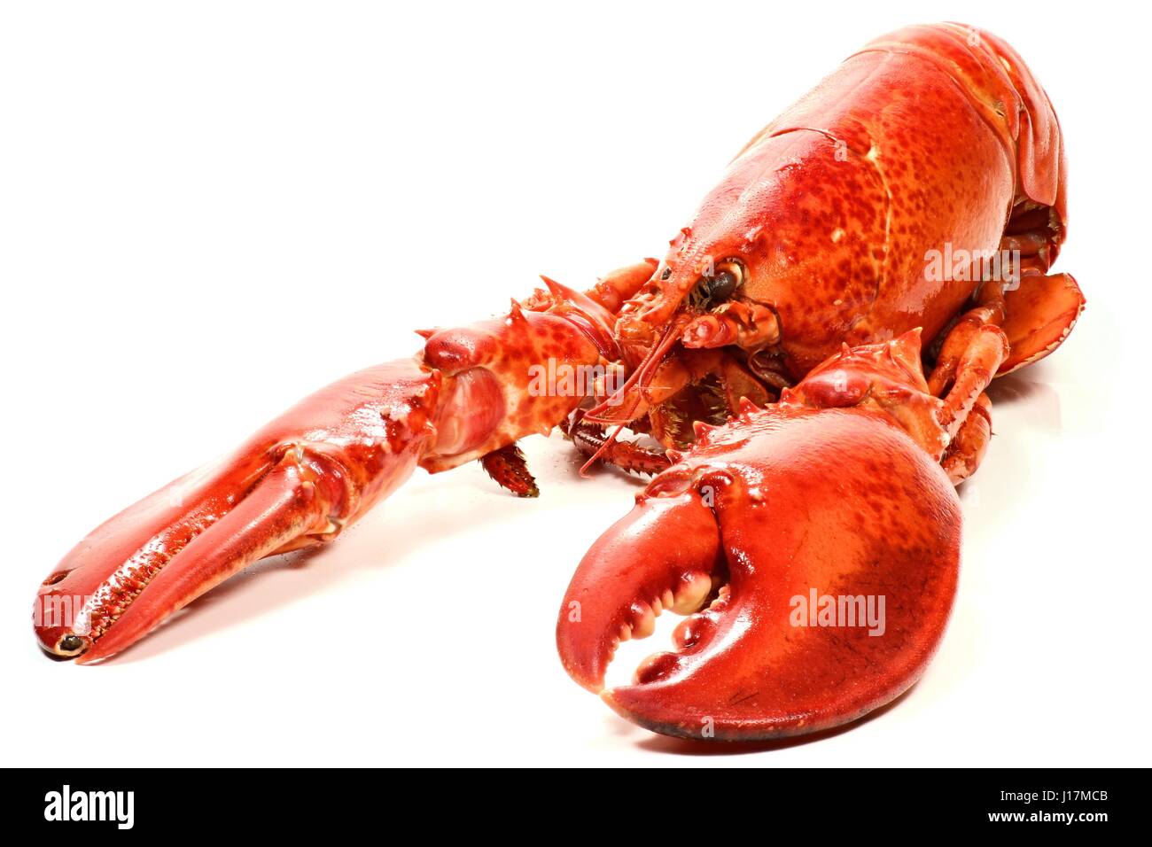 cooked Canadian lobster isolated on white background Stock Photo