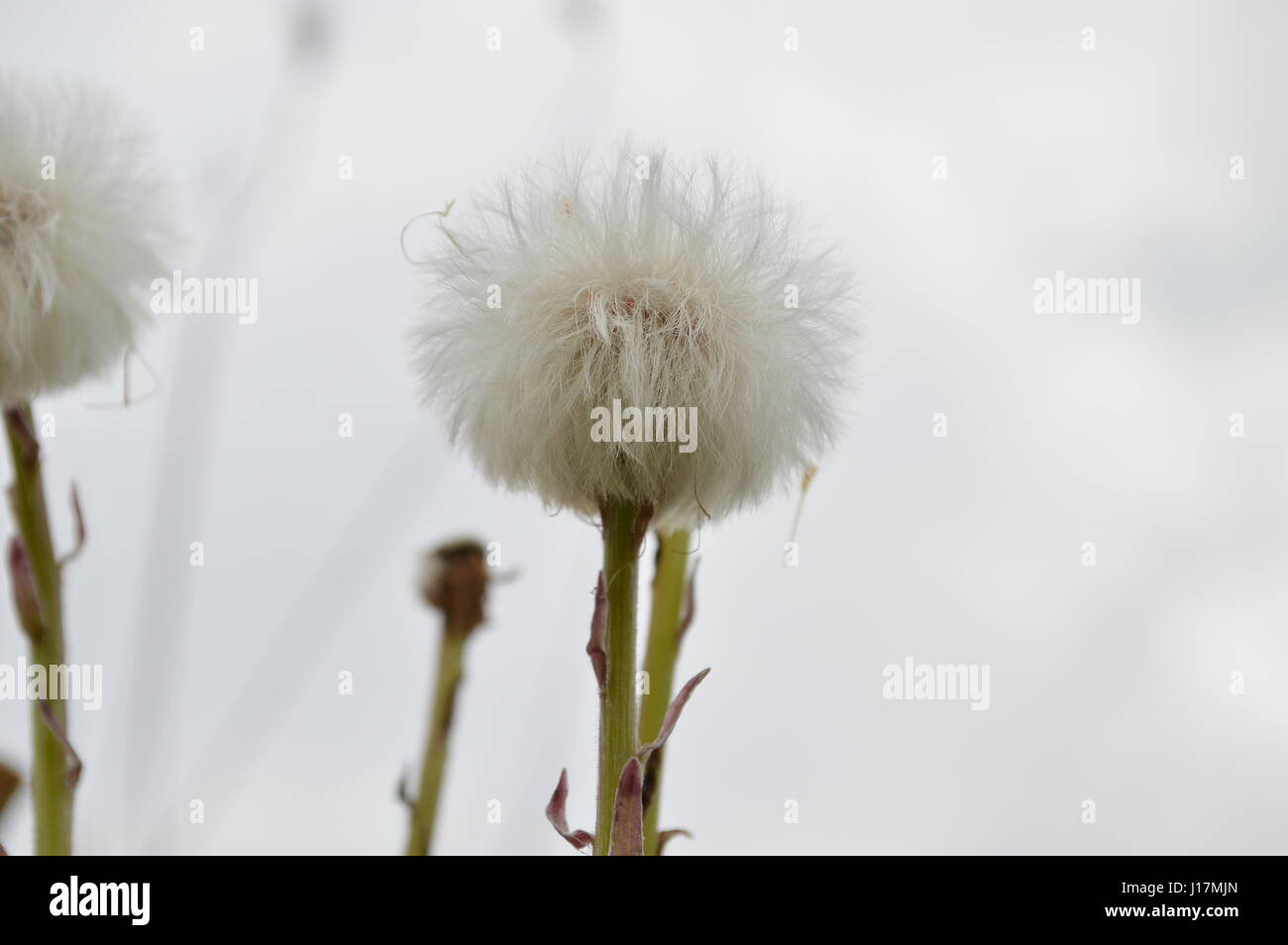 Close Up On White Puffy Flower Stock Photo Alamy Close Up On White Puffy Flower Stock Photo Alamy