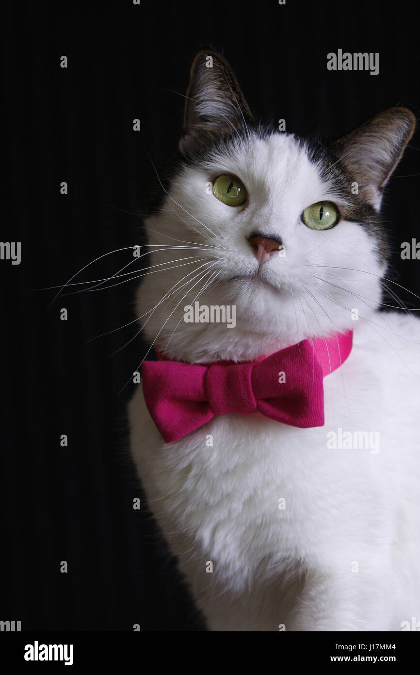 Handsome black and while cat playing dress up posed with a pink bow tie Stock Photo
