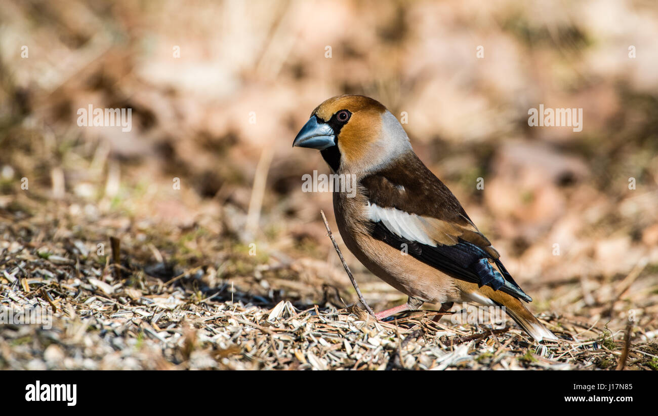 The beautifullu colored Hawfinch (Coccothraustes coccothraustes) showing his profile and back with the short tail and big strong beak. Stock Photo