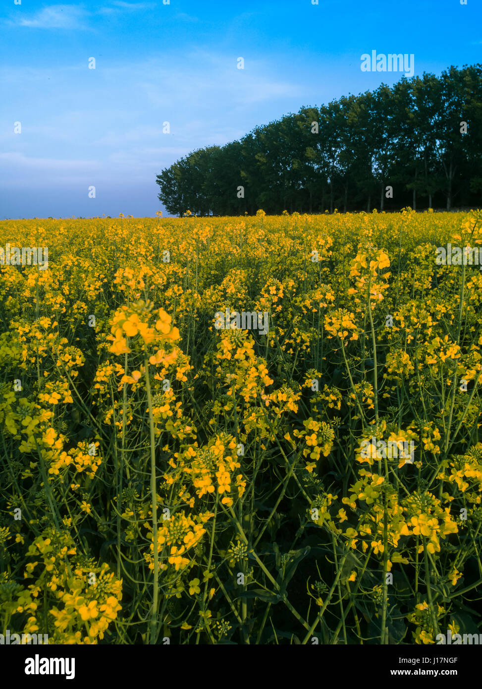 Rape field in bloom Stock Photo