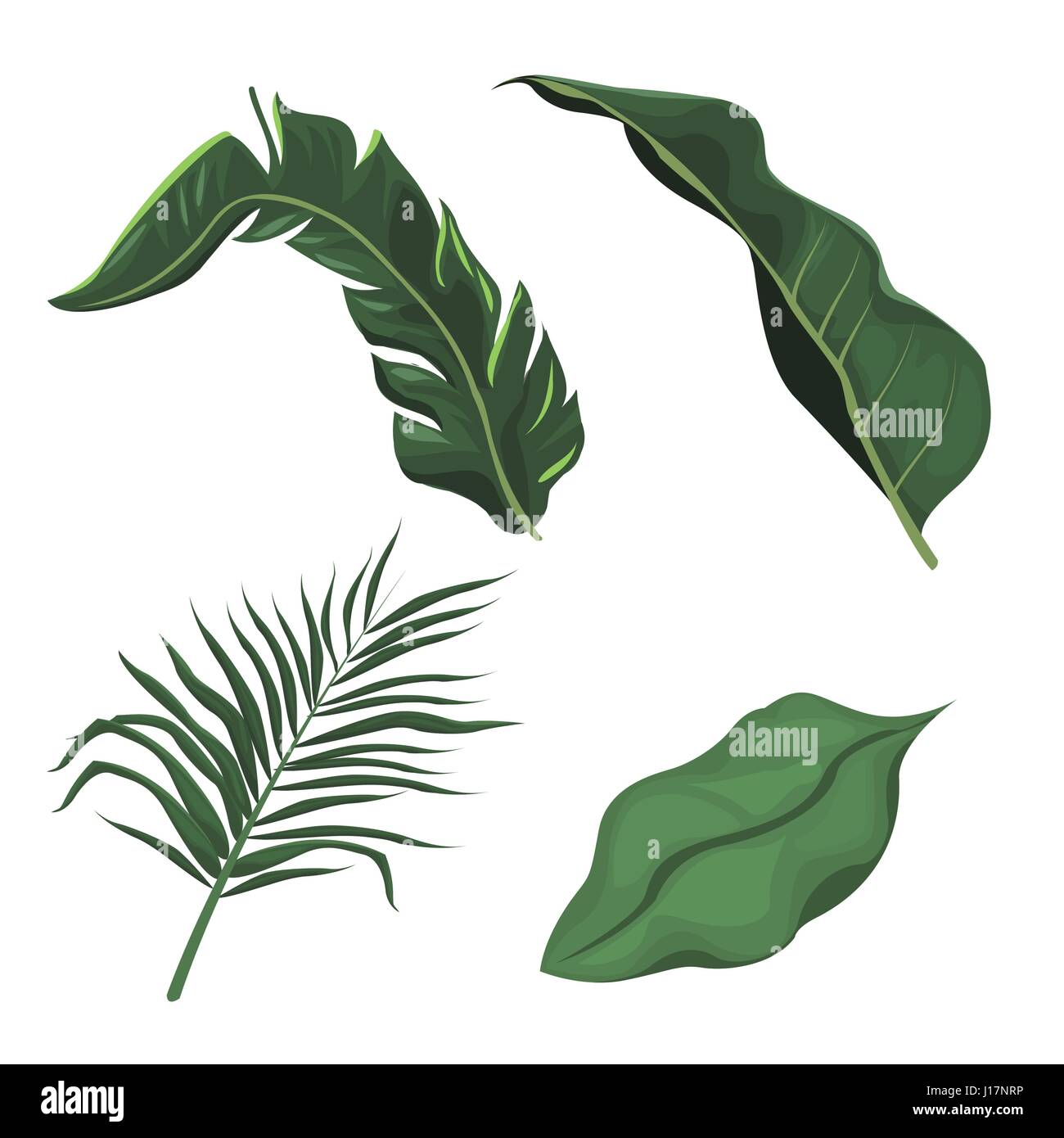tropical leaves palm tree plant Stock Vector