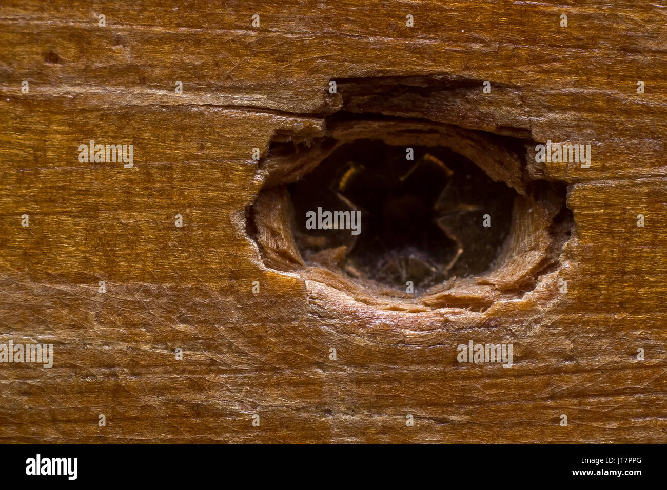 Wood texture with screw hole composition background Stock Photo Alamy