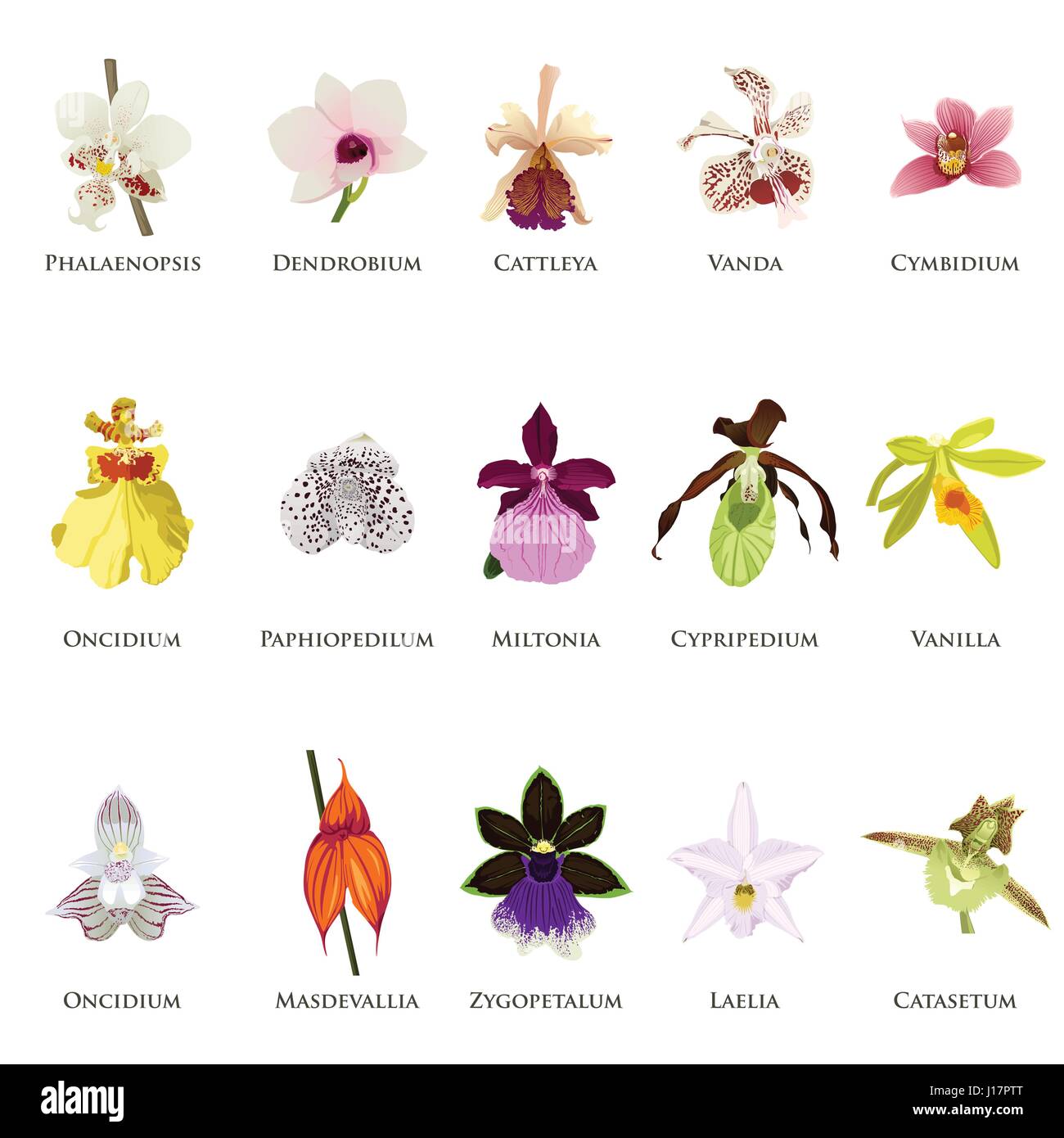 A vector illustration of orchid icon sets Stock Vector