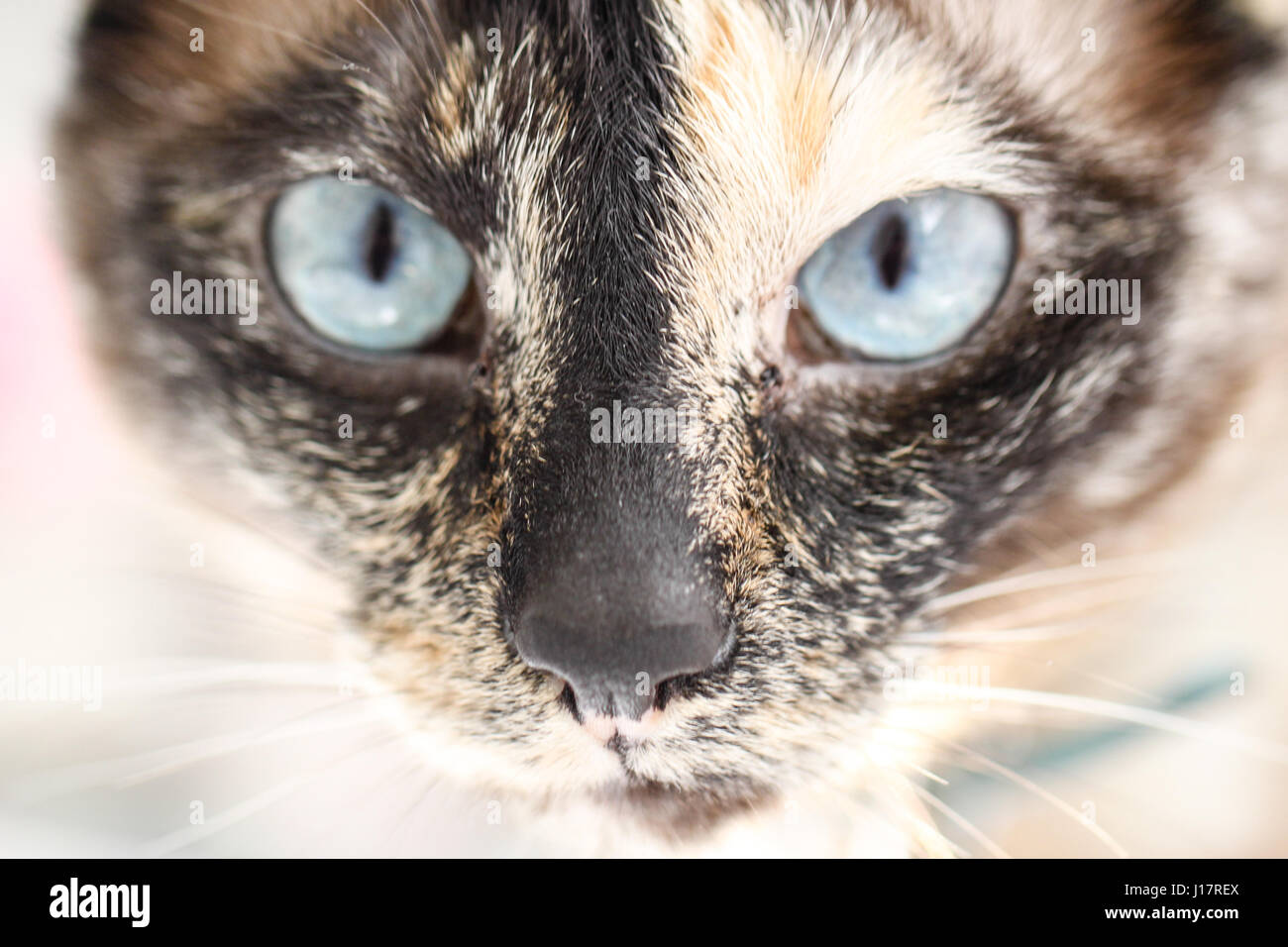 cat eyes.  captivating closeup of siamese cat with unusual markings draws you into the image with the feline's intense ice-blue stare into the camera Stock Photo