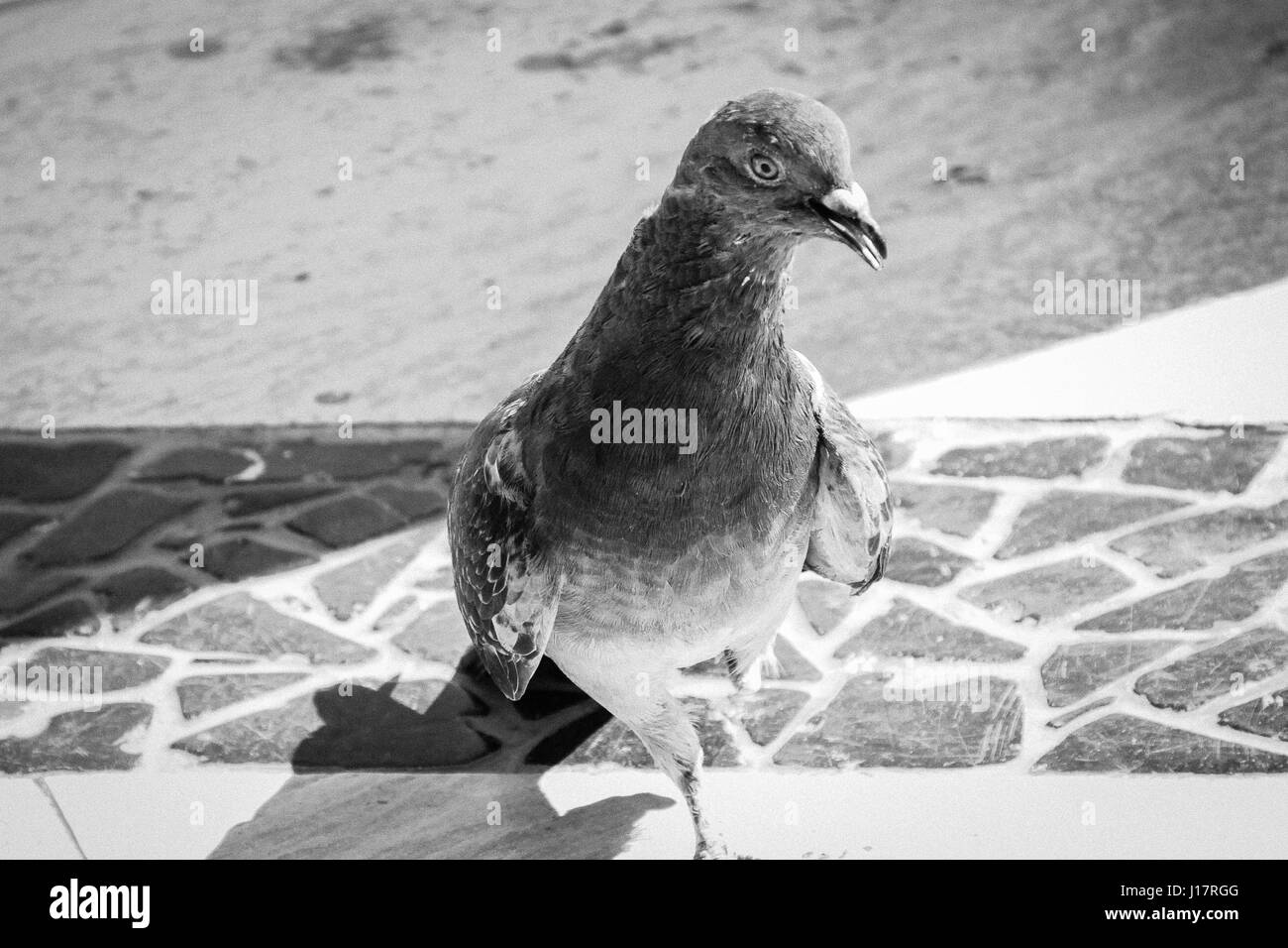 Black and white photograph shows off the character of a bold, one-legged pigeon on a city street in Mexico. Stock Photo