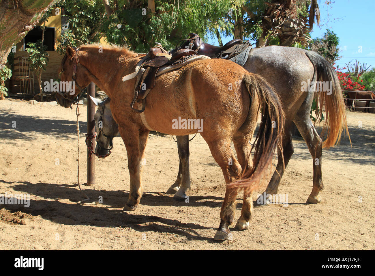 Two riding horses one is ground tied, the other tied to a rail.  Brown horse. Dappled grey horse. Standing close together waiting for riders Stock Photo