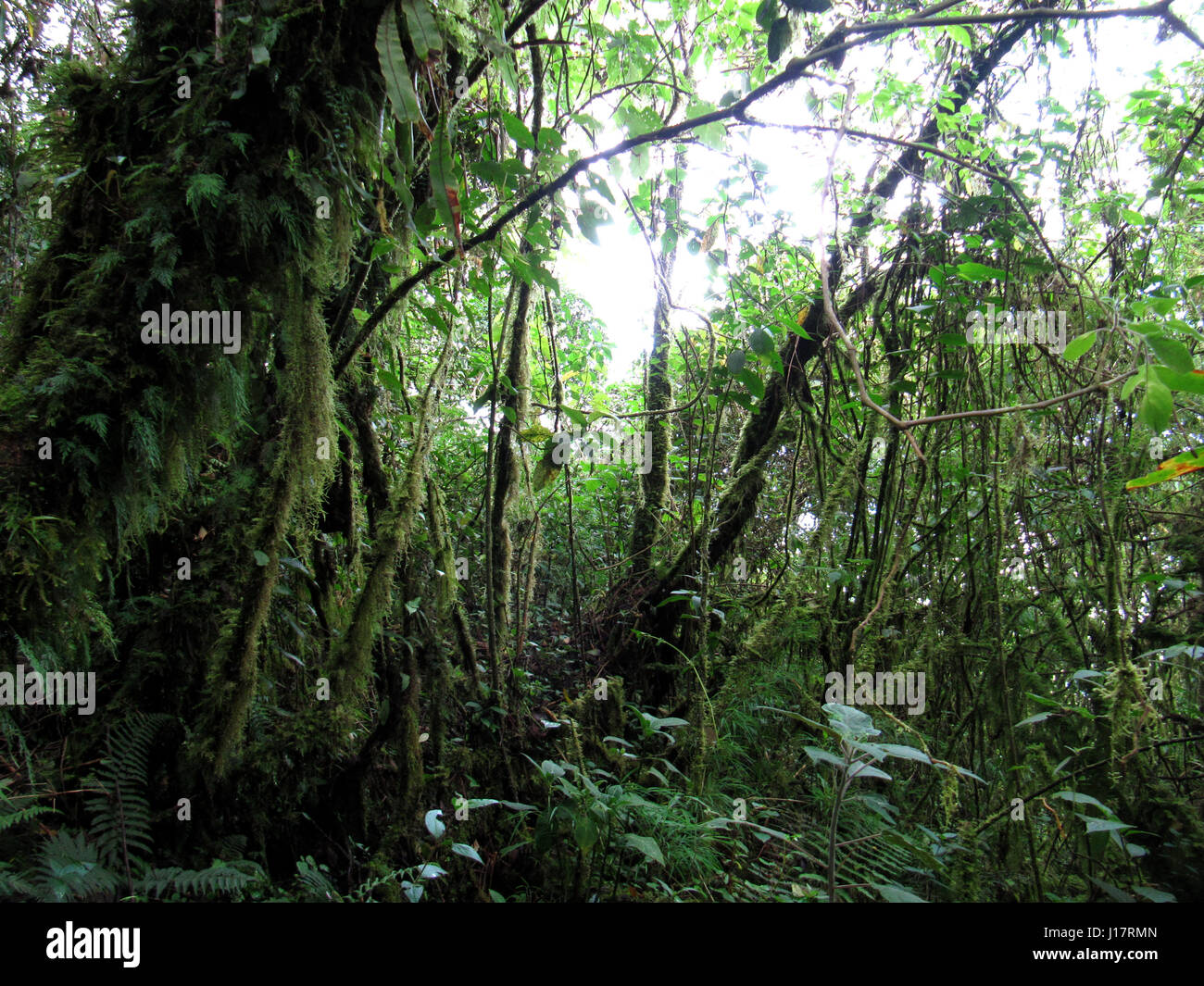 view of mossy trees inside rain forest Podocarpus National Park Ecuador Stock Photo