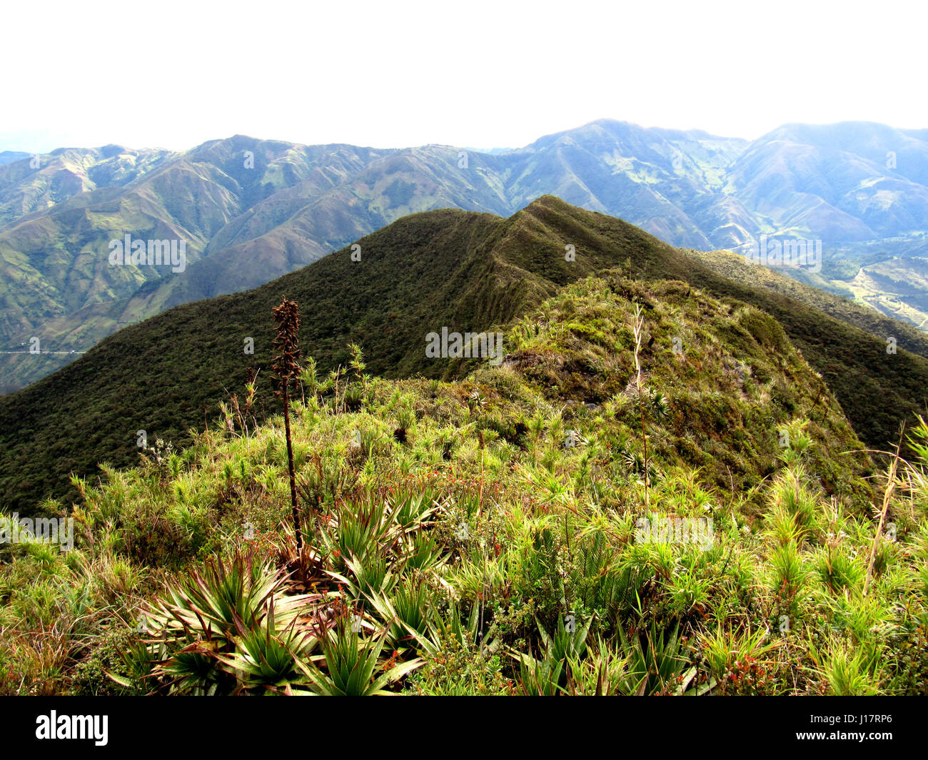 view of green mountain ridge from Podocarpus National Park Stock Photo