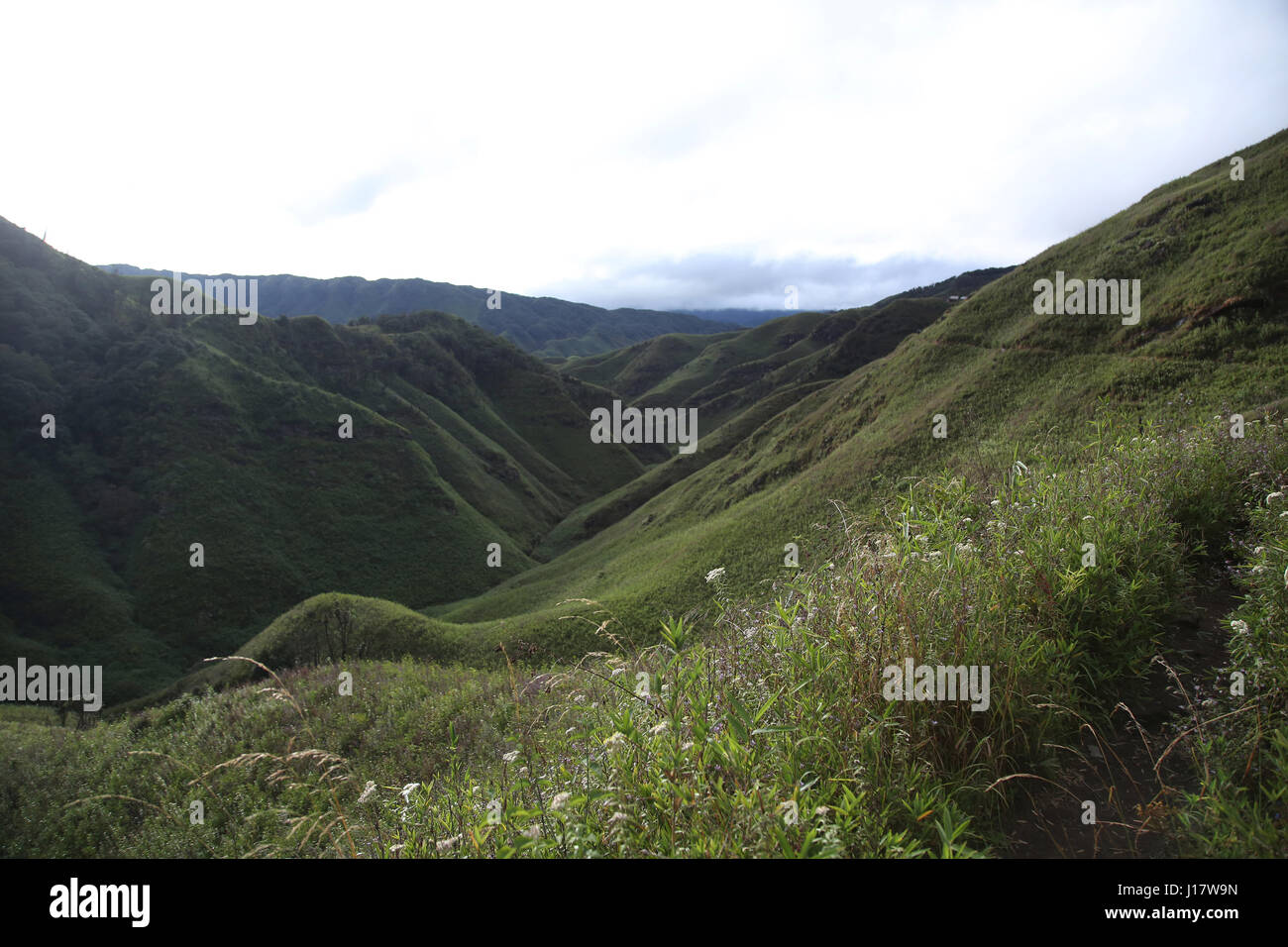 Dzükou Valley. Border of the states of Nagaland and Manipur, India. Well known for its natural beauty, seasonal flowers and the overall flora and faun Stock Photo