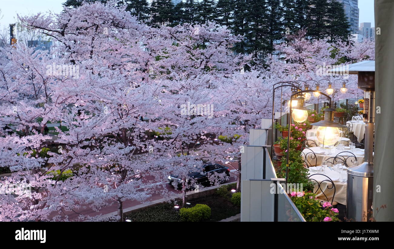 A romantic restaurant terrace with sakura cherry blossom in full bloom Stock Photo